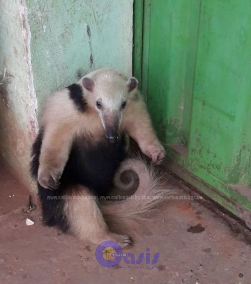 Hallan oso melero en Carapeguá