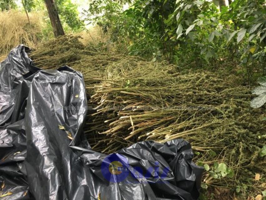 Más de 1400 toneladas de marihuana fueron destruidas en 12 días en Amambay