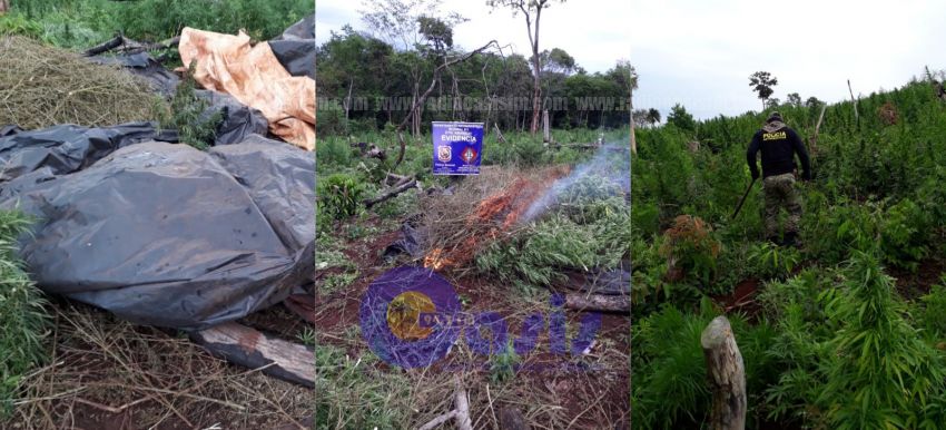 Antinarcóticos de Amambay destruye plantaciones de marihuana en zona de Bado