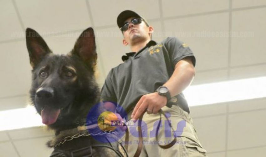 Silvio Pettirossi: "Agentes peludos" detectan cocaína que pretendía llegar a Hong Kong