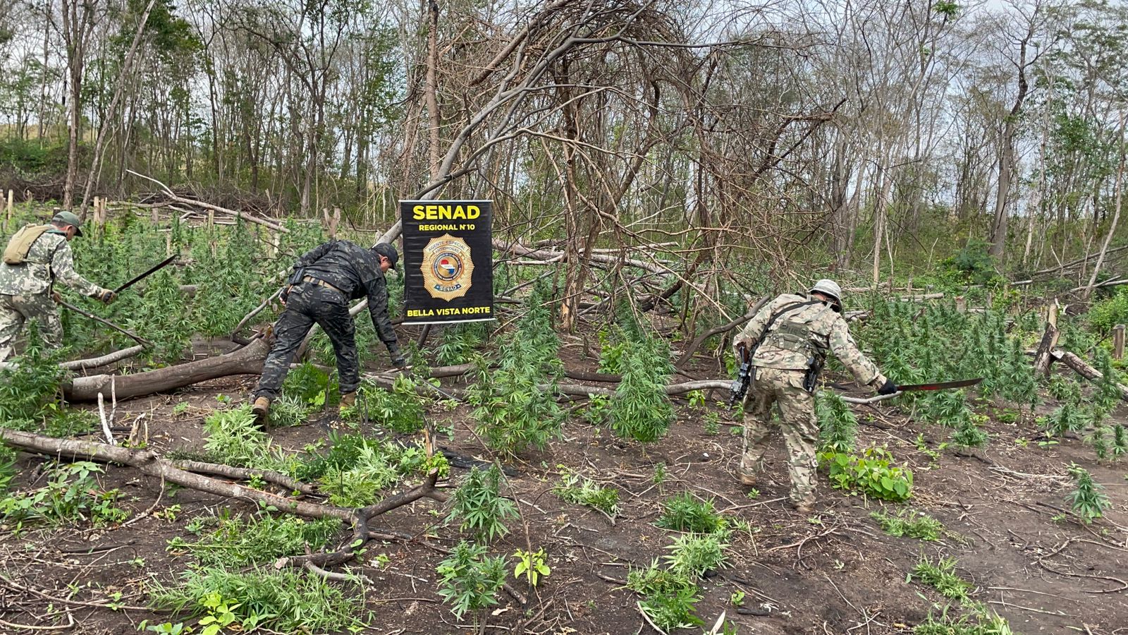 SENAD destruye campamentos y plantaciones de marihuana durante acción operativa en Bella Vista Norte
