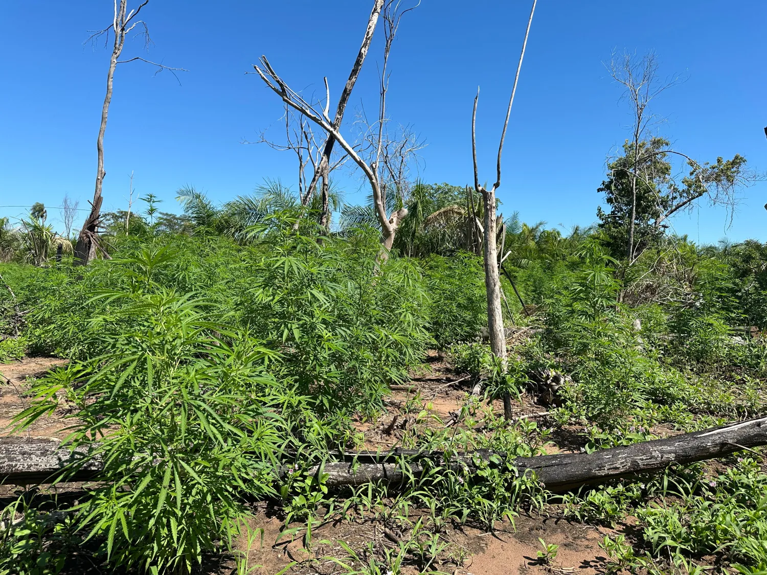 Senad eliminó unas 12 toneladas de marihuana durante operativo en Yby Yaú