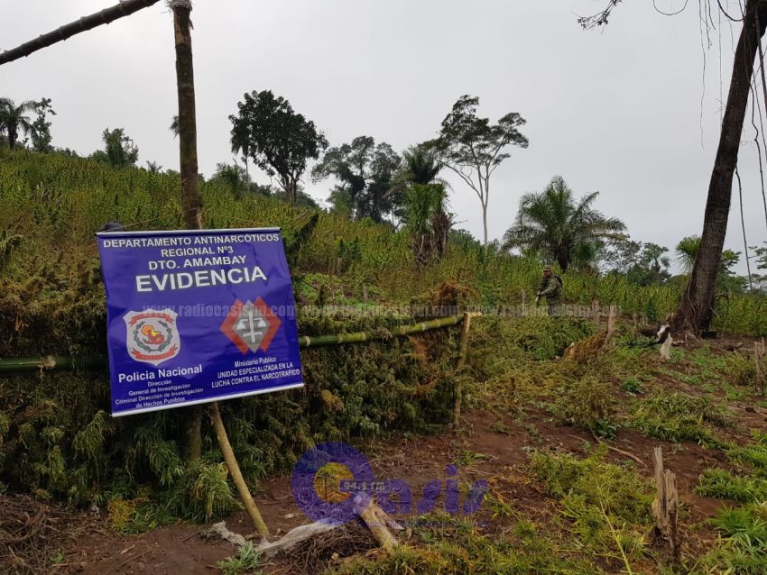Destruyen 10 hectáreas de marihuana en Amambay