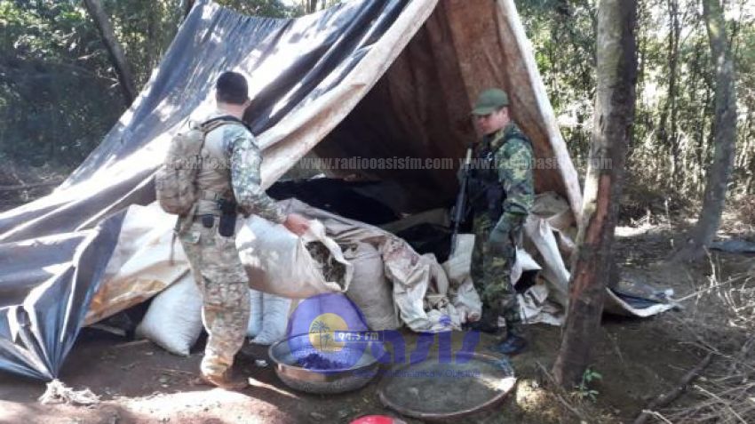 SENAD eliminó más de 519 toneladas de marihuana en zona de Pedro Juan Caballero