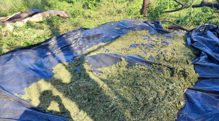 Descubren cultivo y acopio de marihuana en la Reserva San Rafael
