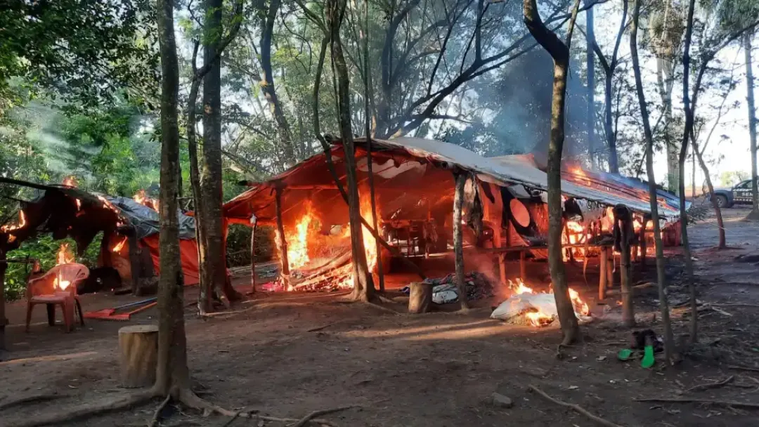 Alrededor de 8 toneladas de marihuana es destruida en una colonia de Capitan Bado