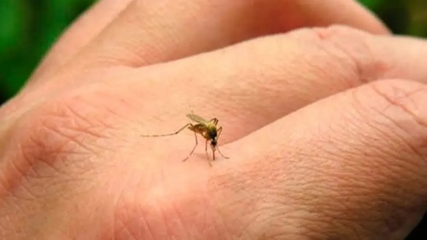 Dengue: Casos sospechosos van aumentando en el país