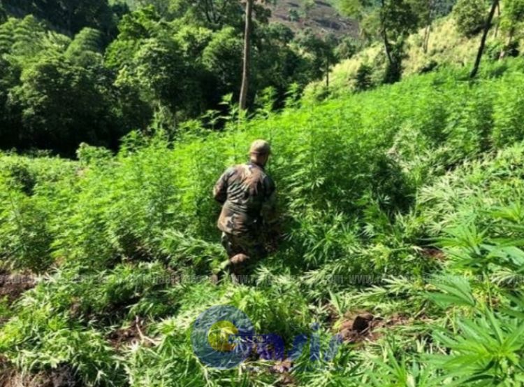 Destruyen plantación de marihuana en zona de Capitán Bado