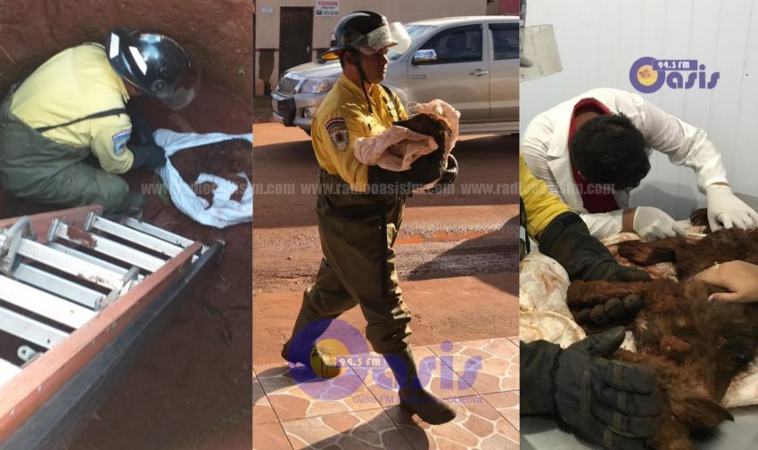 Bomberos Amarillo rescatan perro en deplorable estado de un pozo en Pedro Juan