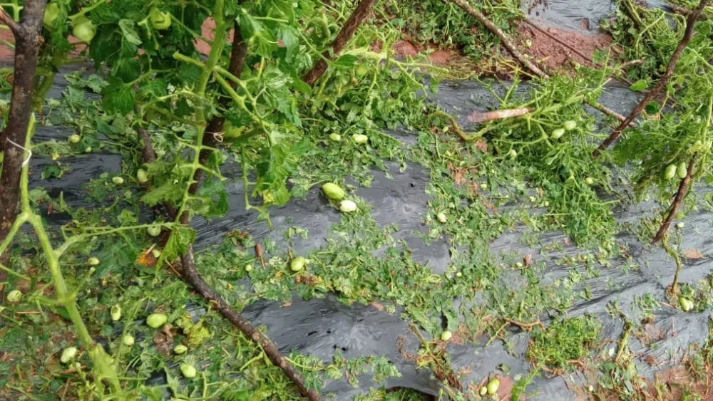 Granizada deja G. 400 millones en pérdidas a los productores feriantes de Alto Paraná