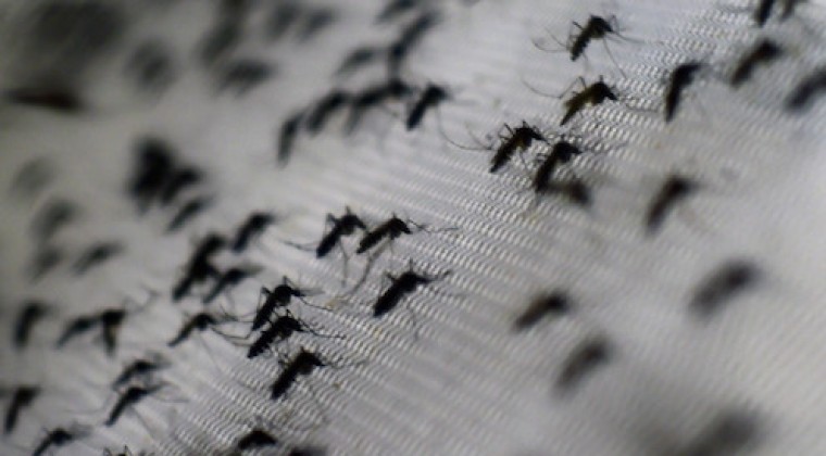 “Un mosquito te puede costar la vida”: instan a eliminar criaderos