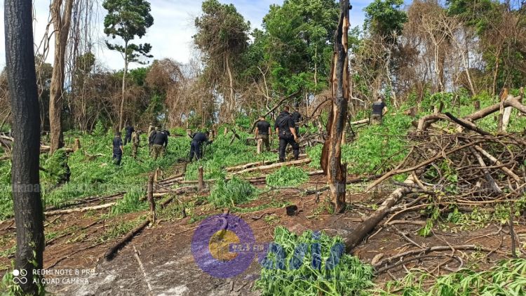 Policía destruyó 4 hectáreas de marihuana en Pedro Juan