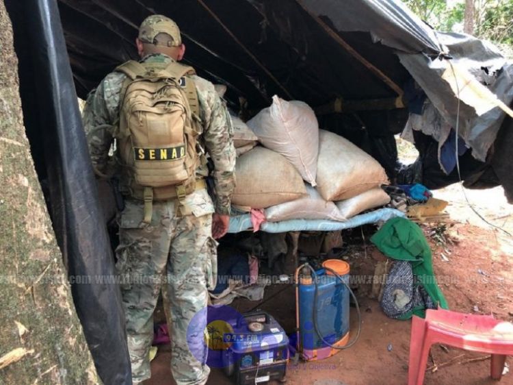 Senad anula centro de producción y acopio de marihuana en zona de Capitán Bado