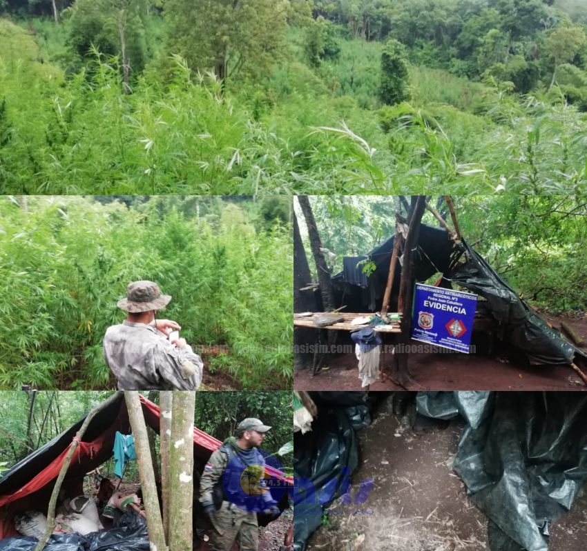 Policías Antinarcoticos de Pedro Juan destruyen  6 hectáreas de marihuana