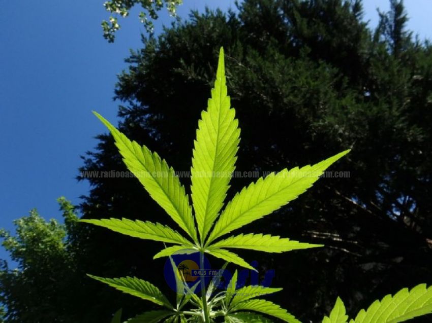 La OMS sugiere retirar el cannabis del grupo de drogas peligrosas