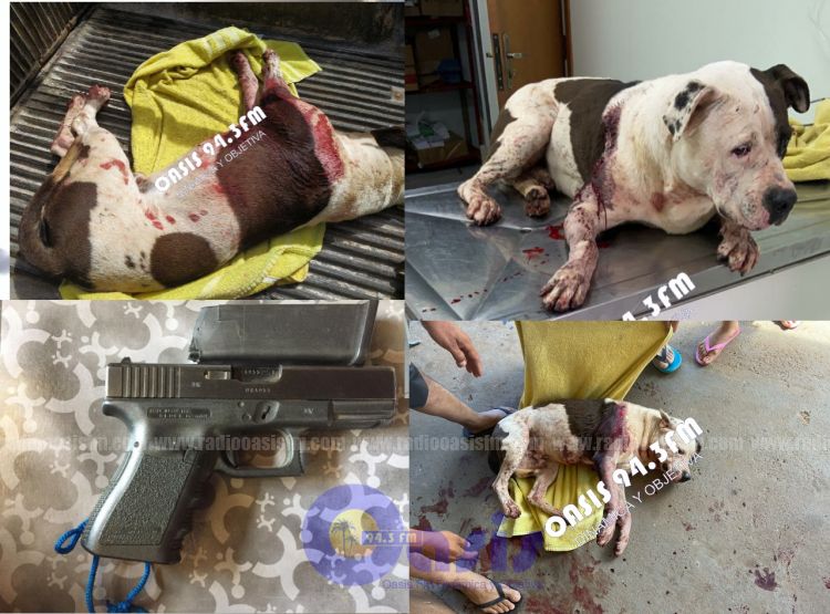 Intentaron matar a un Pitbull con disparos en PJC