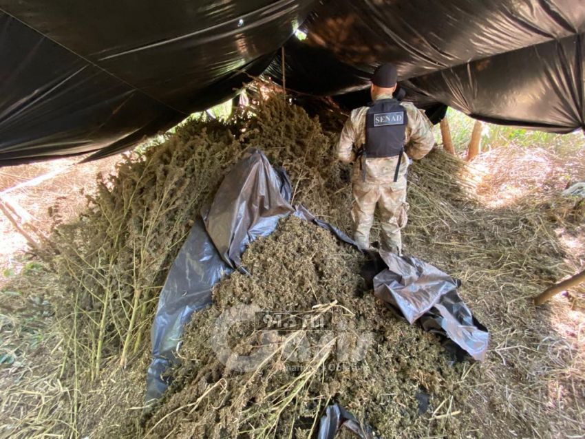 Desmantelan centros de acopio de marihuana en la colonia Santa Clara
