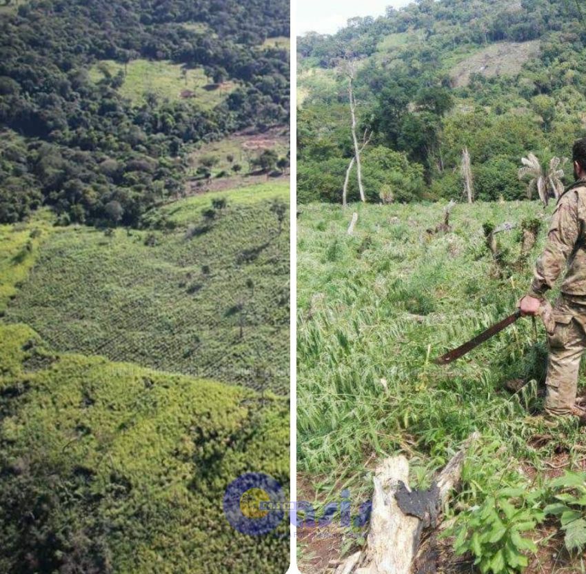 Destruyen 342 toneladas de marihuana valuadas en 13 millones de dólares  en Amambay