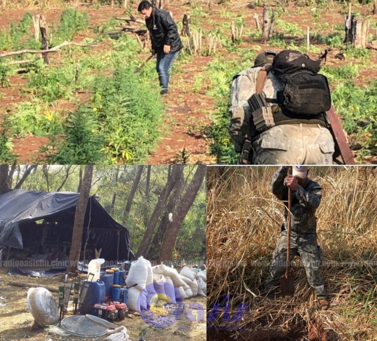 Senad destruyó 8 hectáreas de marihuana en zona de Zanja Pyta