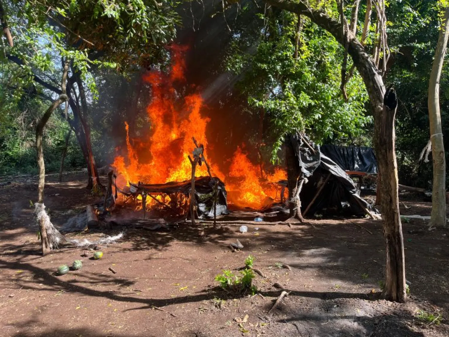 Operativo «Escudo Guaraní»: destruyen 135.000 kg de marihuana en Amambay