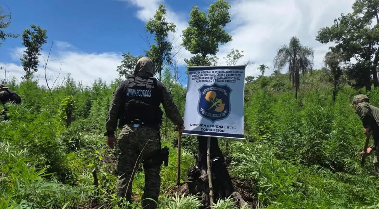 Destruyen 12 hectáreas de marihuana y campamentos precarios en Cerro Corá