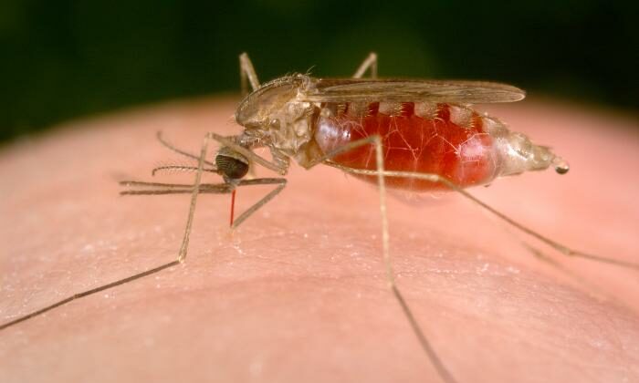 EEUU alerta de primeros casos locales de malaria en 20 años