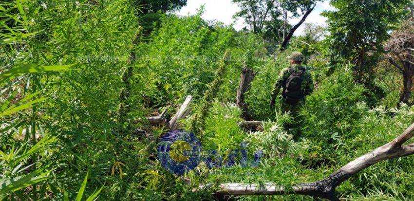 Operativo Amambay I de la Senad destruyó 18 hectáreas de marihuana
