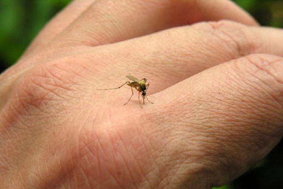 Un bebé entre los 12 internados en terapia por chikungunya