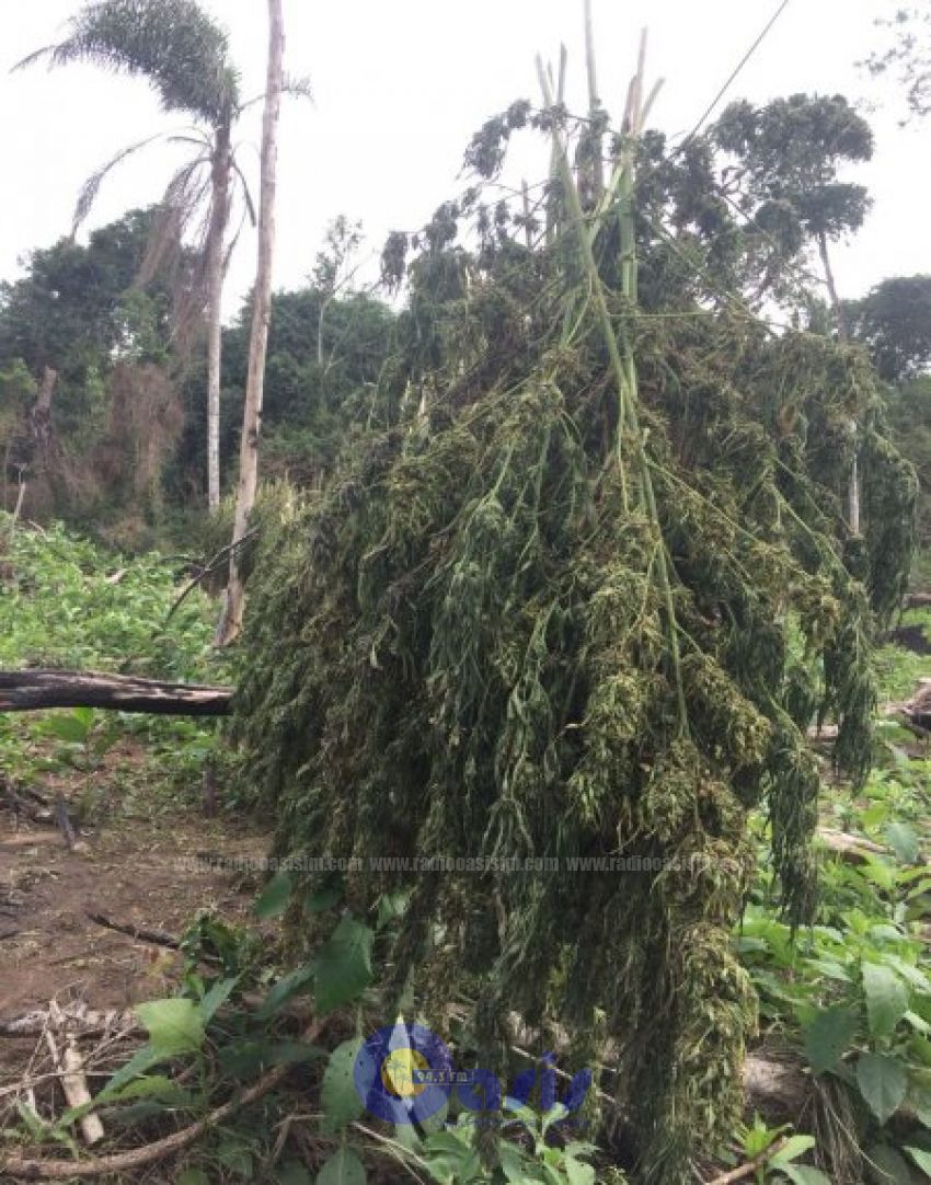 Antidrogas destruyen 30 Toneladas  de marihuana