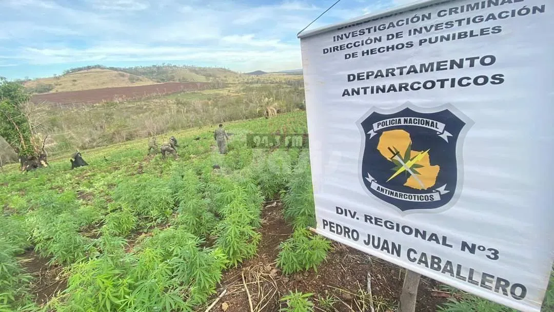 Colonia Ma. Auxiliadora: Antinarcóticos destruyeron plantaciones de marihuana