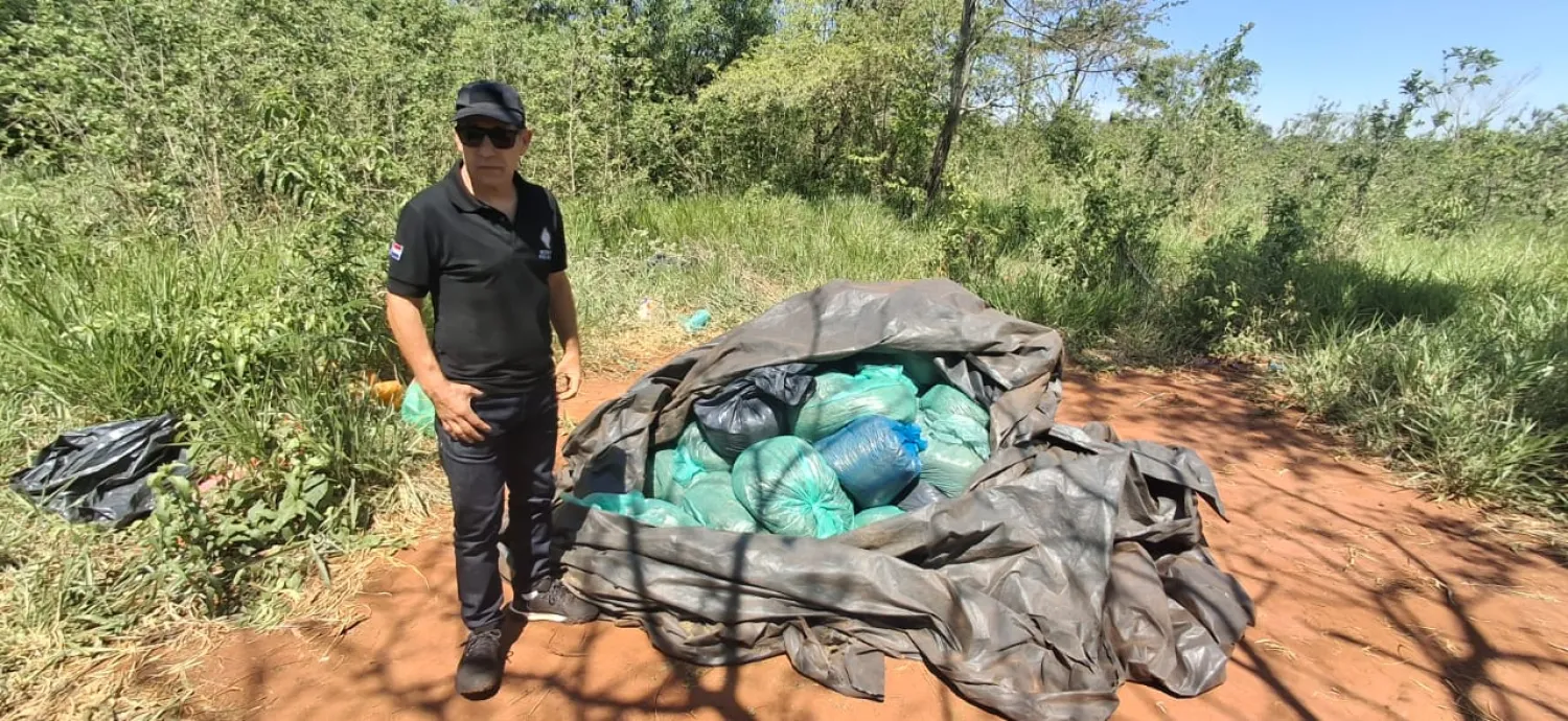 Destruyen marihuana en Capitán Bado