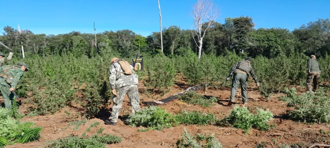 Tras operación estratégica, erradican 15 toneladas de marihuana en Amambay