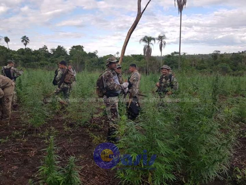 SENAD DESTRUYE BASE DE PRODUCCIÓN Y ACOPIO DE MARIHUANA EN ZONA FRONTERIZA DE CANINDEYÚ