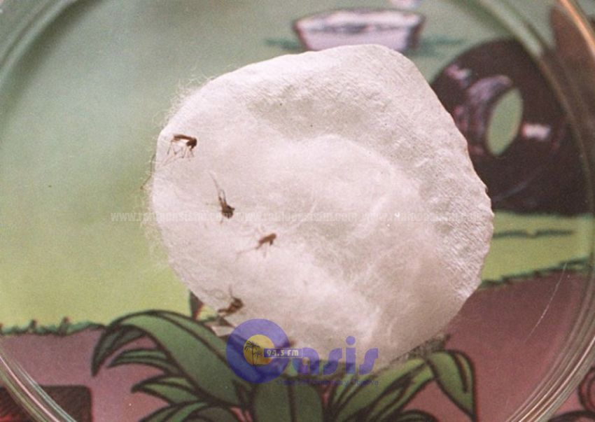 Detectan dos casos de malaria