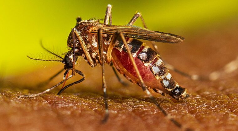 Chikunguña: Salud reporta aumento considerable de cuadros de encefalitis infantil