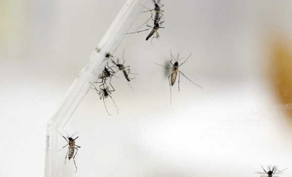 Casos de chikunguña van en descenso