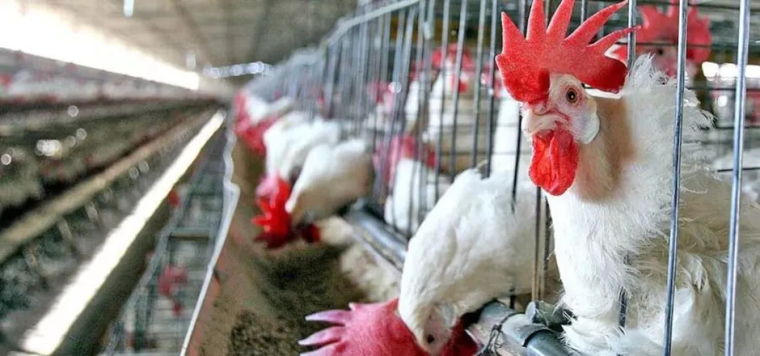 Gobierno refuerza la economía familiar con insumos para la producción aviar en el Guairá