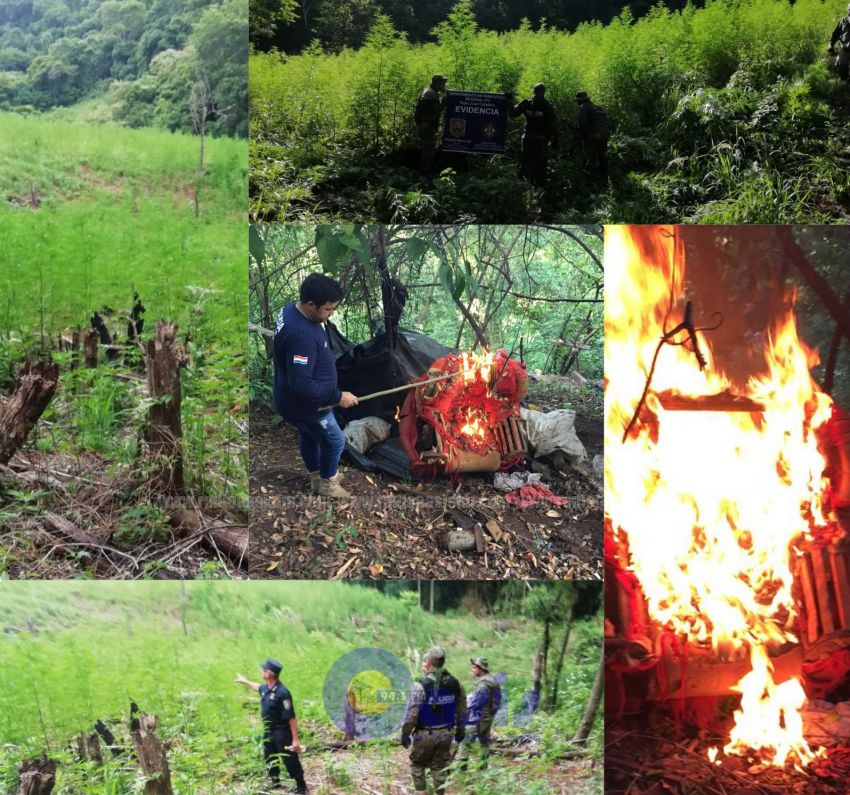 Policía Nacional destruye plantación de marihuana en zona de Zanja Pyta