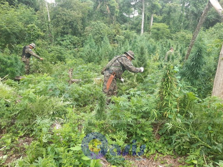 Deforestaban para plantar hectáreas de marihuana en reserva natural