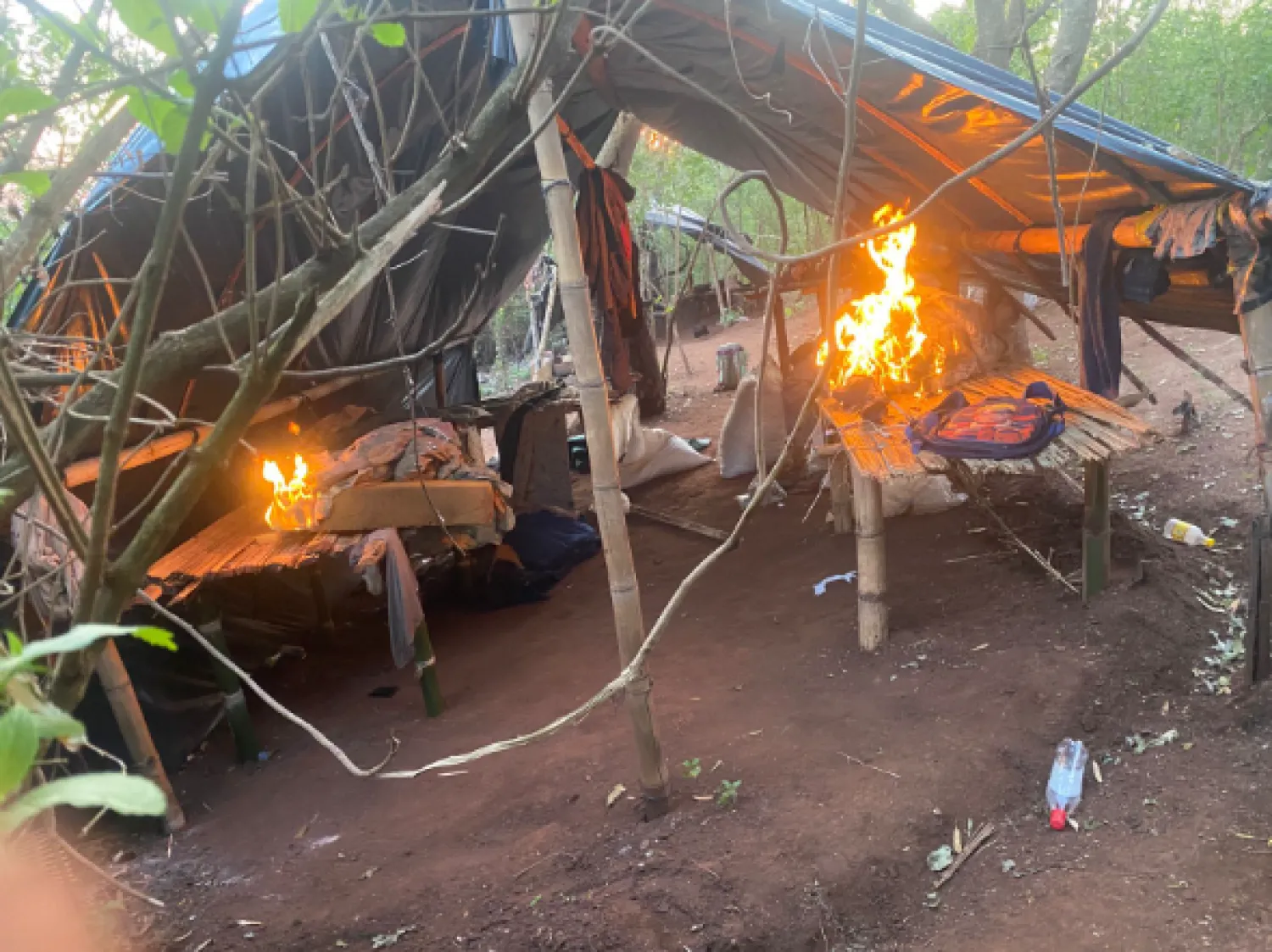SENAD desmantela campamentos y cultivos de marihuana en la colonia Menta, Capitán Bado