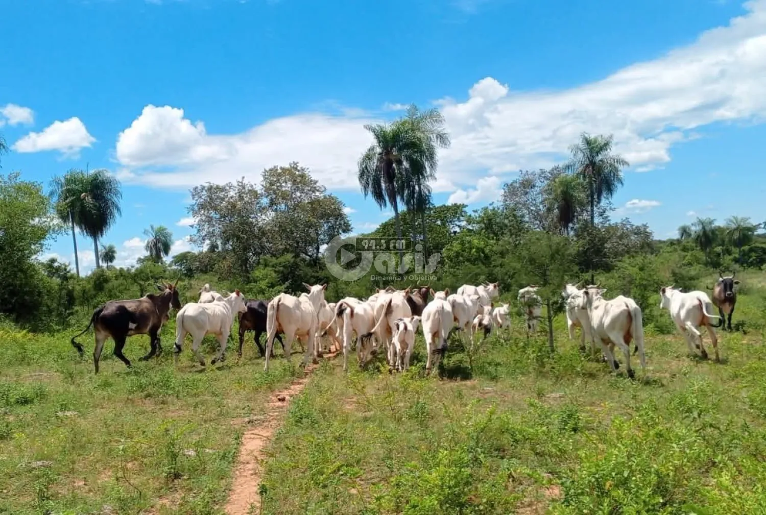 Recuperan 28 cabezas de ganado durante operativo fiscal-policial en zona rural de Bella Vista Norte