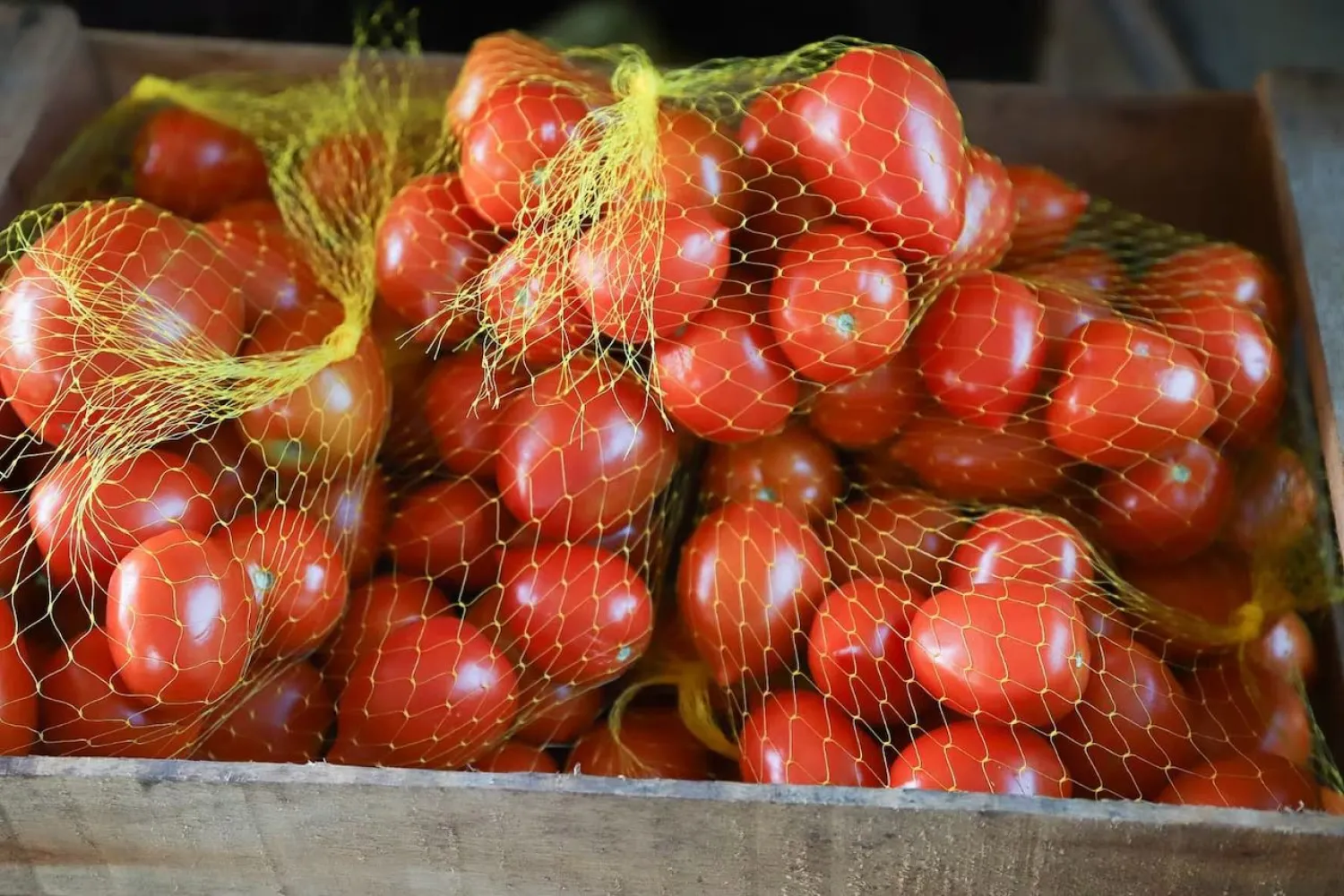 Proyectan exportar 600 toneladas de tomate en esta semana al mercado argentino