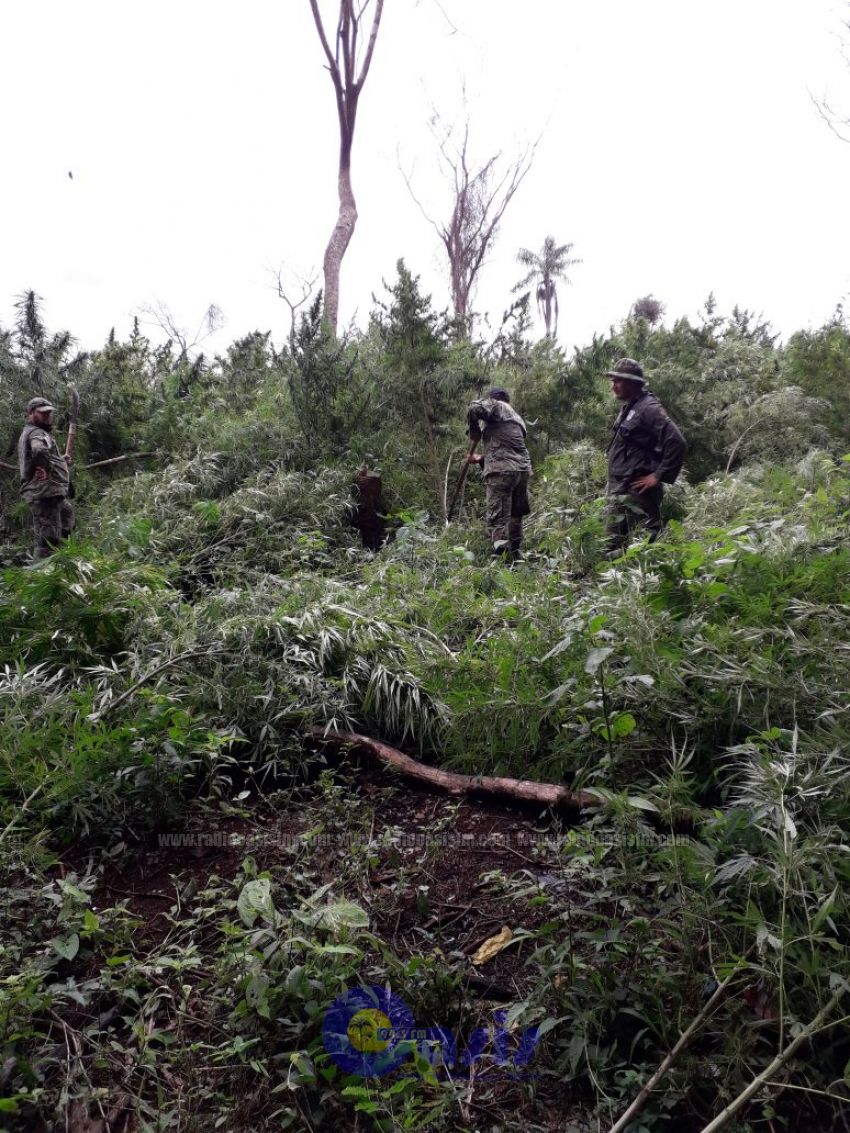 Antinarcoticos de la Polícia destruye 10 hectáreas de marihuana en la zona de Bado