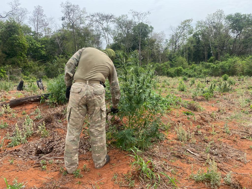 Otro procedimiento realizado por la Regional N° 10 de la Senad