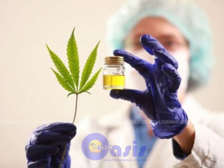 12 empresas ya pueden producir cannabis medicinal