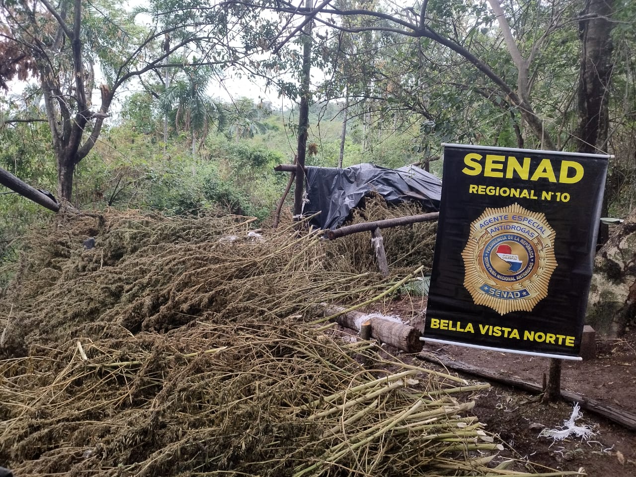 SENAD intensifica operativos contra centros de producción de marihuana en Bella Vista Norte