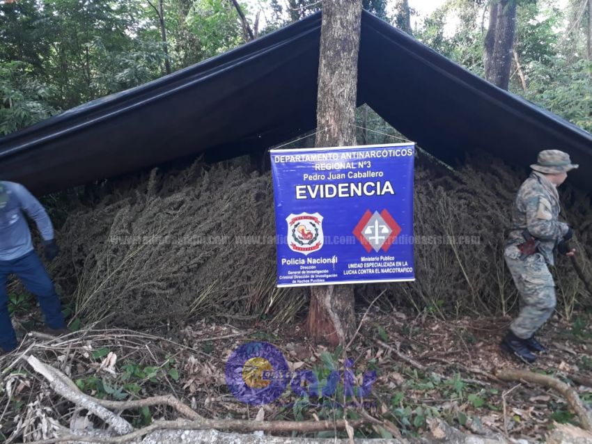 Destruyen 5 hectáreas de marihuana en zona de Pedro Juan