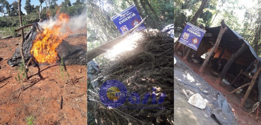 Antinarcóticos destruyen plantaciones de marihuana en zona de Capitán Bado