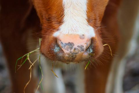 Activan alerta sanitaria ante caso confirmado de brucelosis