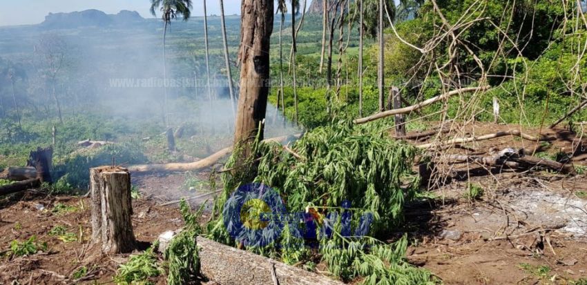  Eliminan cultivos de marihuana en Yby Yau 